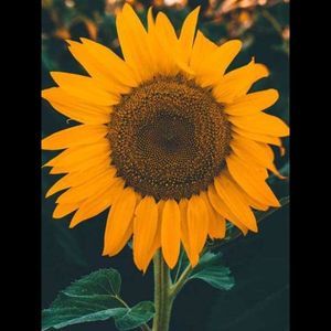 Meet your Posher, Abigail